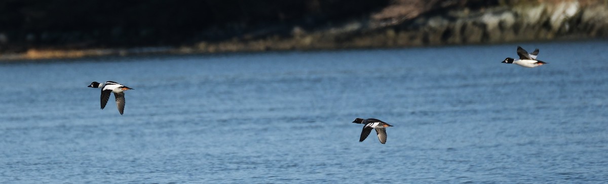 Common Goldeneye - Kerry Diskin