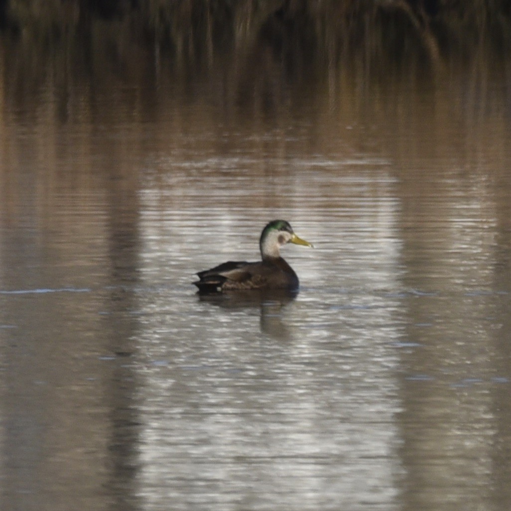 Mallard x American Black Duck (hybrid) - Hans Holbrook