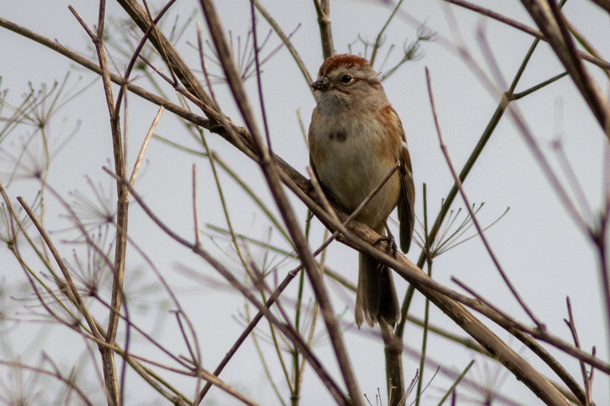 American Tree Sparrow - Rob Fowler