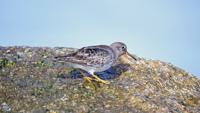Purple Sandpiper - ML612998571
