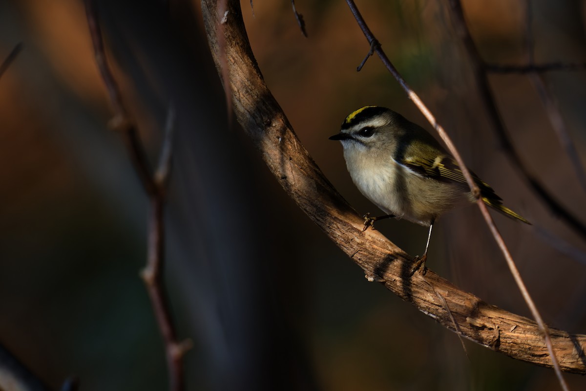 Golden-crowned Kinglet - ML612998678