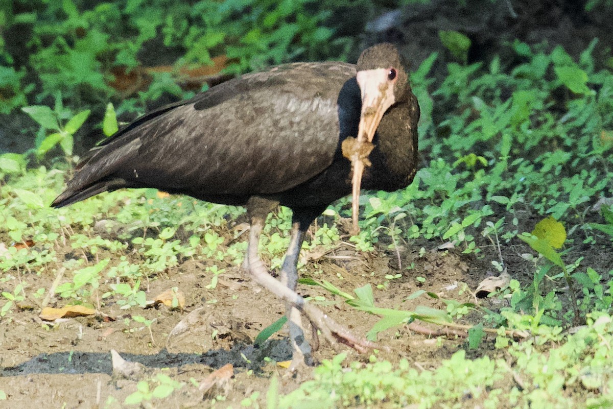 Bare-faced Ibis - ML612998719