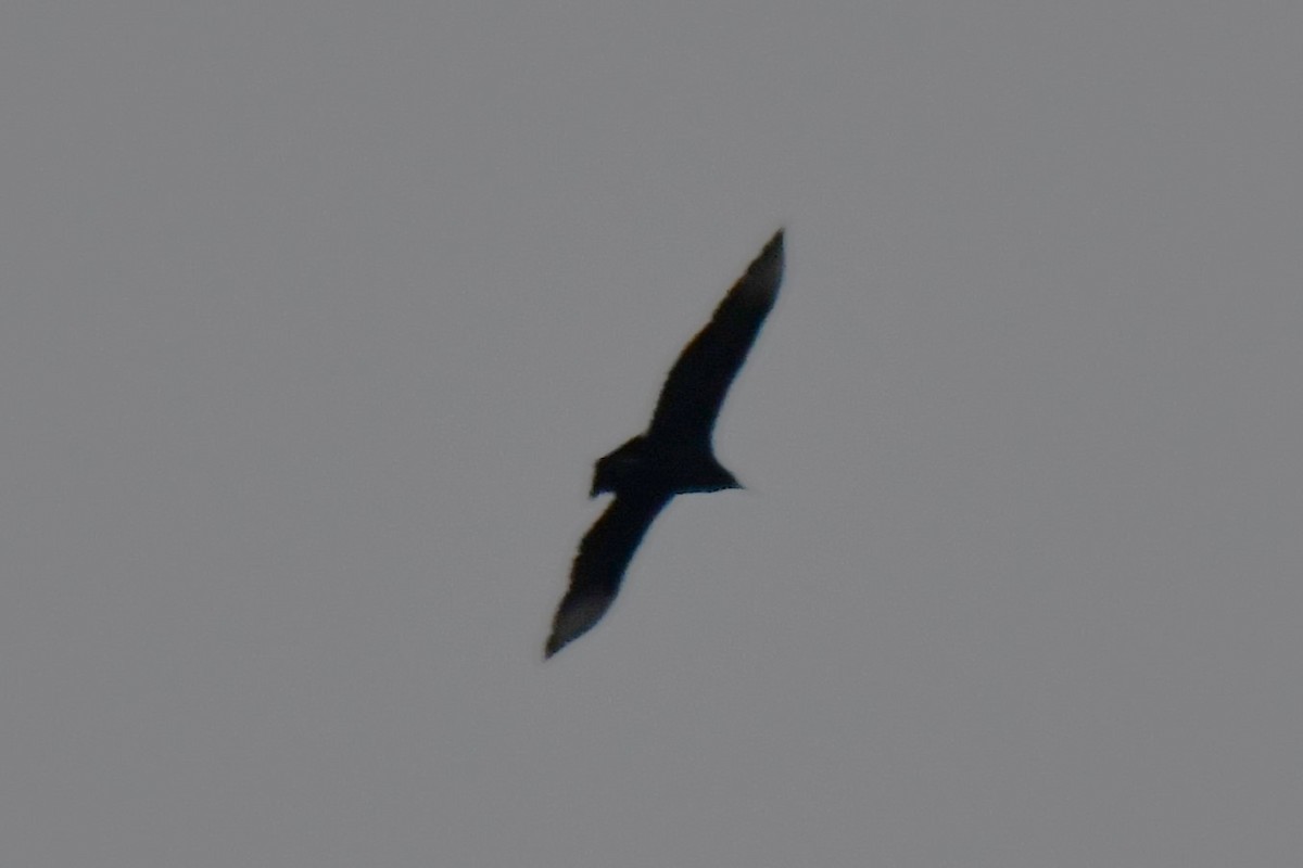 Black Vulture - ML612998724