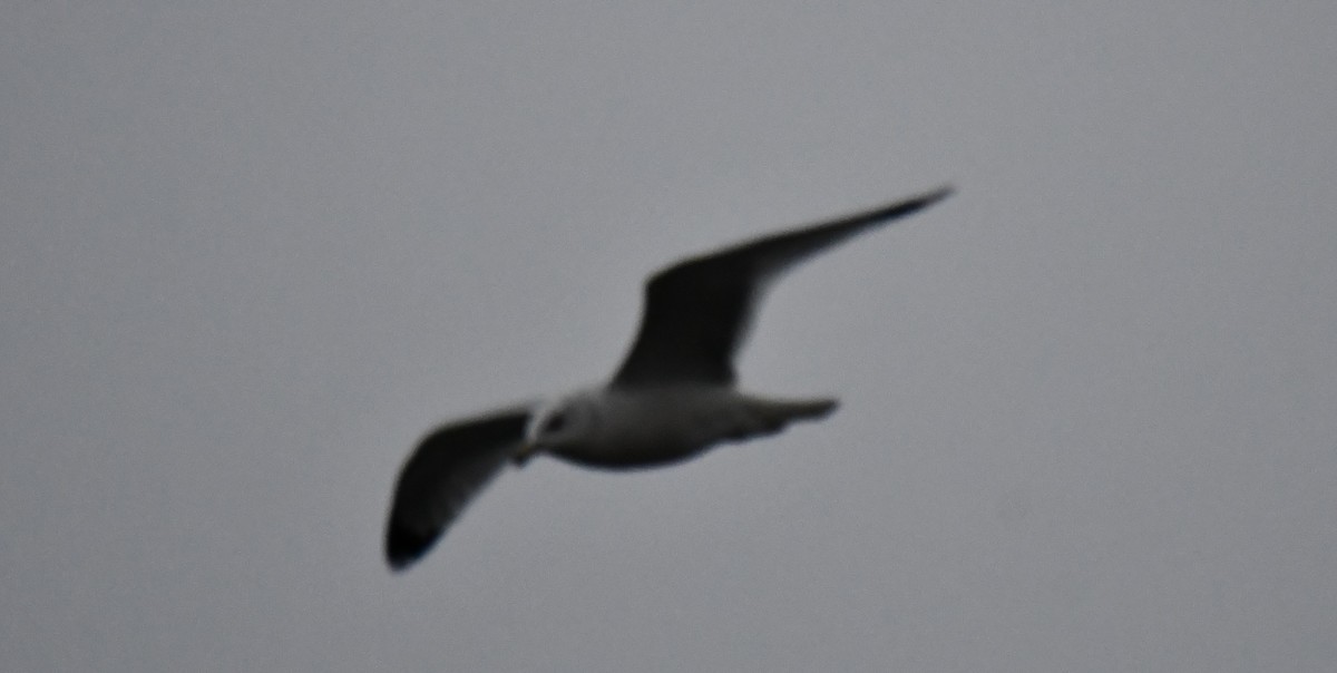 Ring-billed Gull - ML612998737