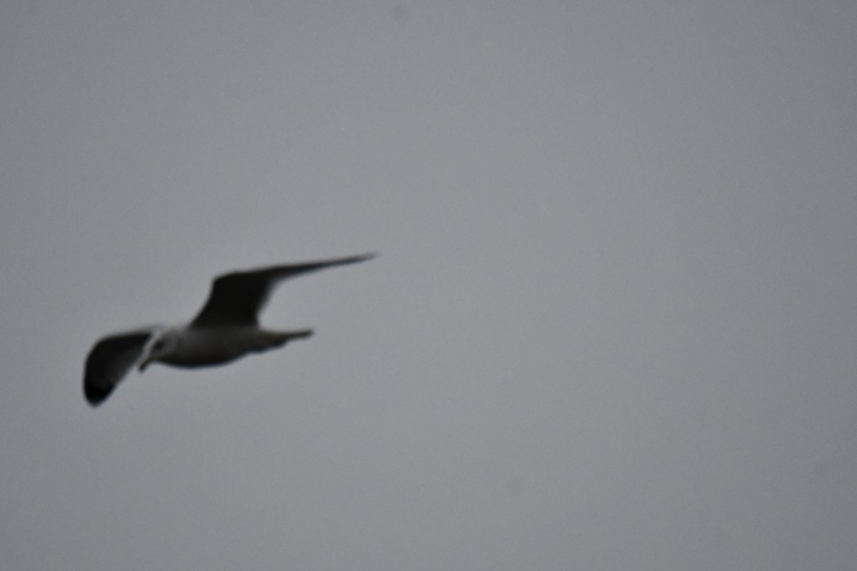 Ring-billed Gull - ML612998738