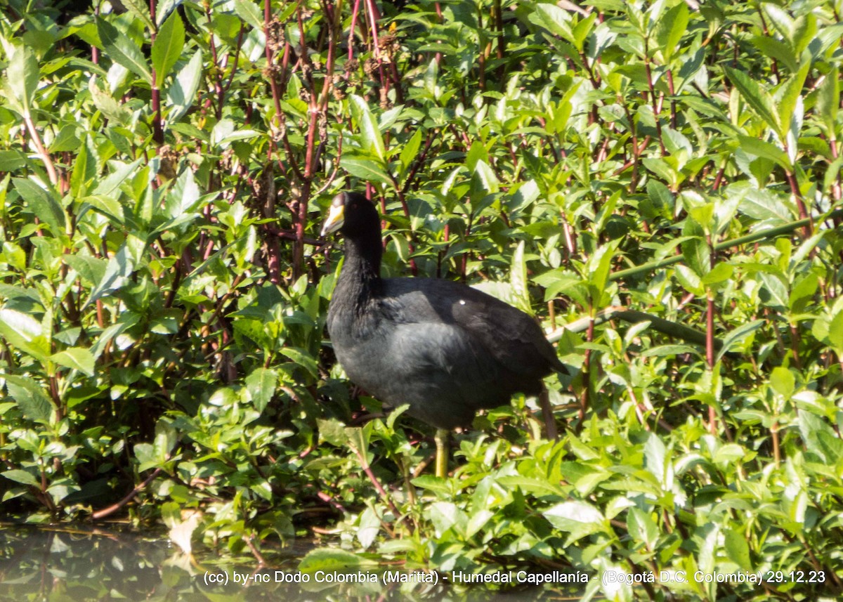 American Coot - ML612998740