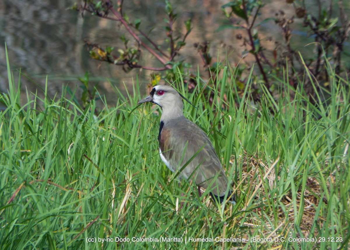 Southern Lapwing - ML612998753