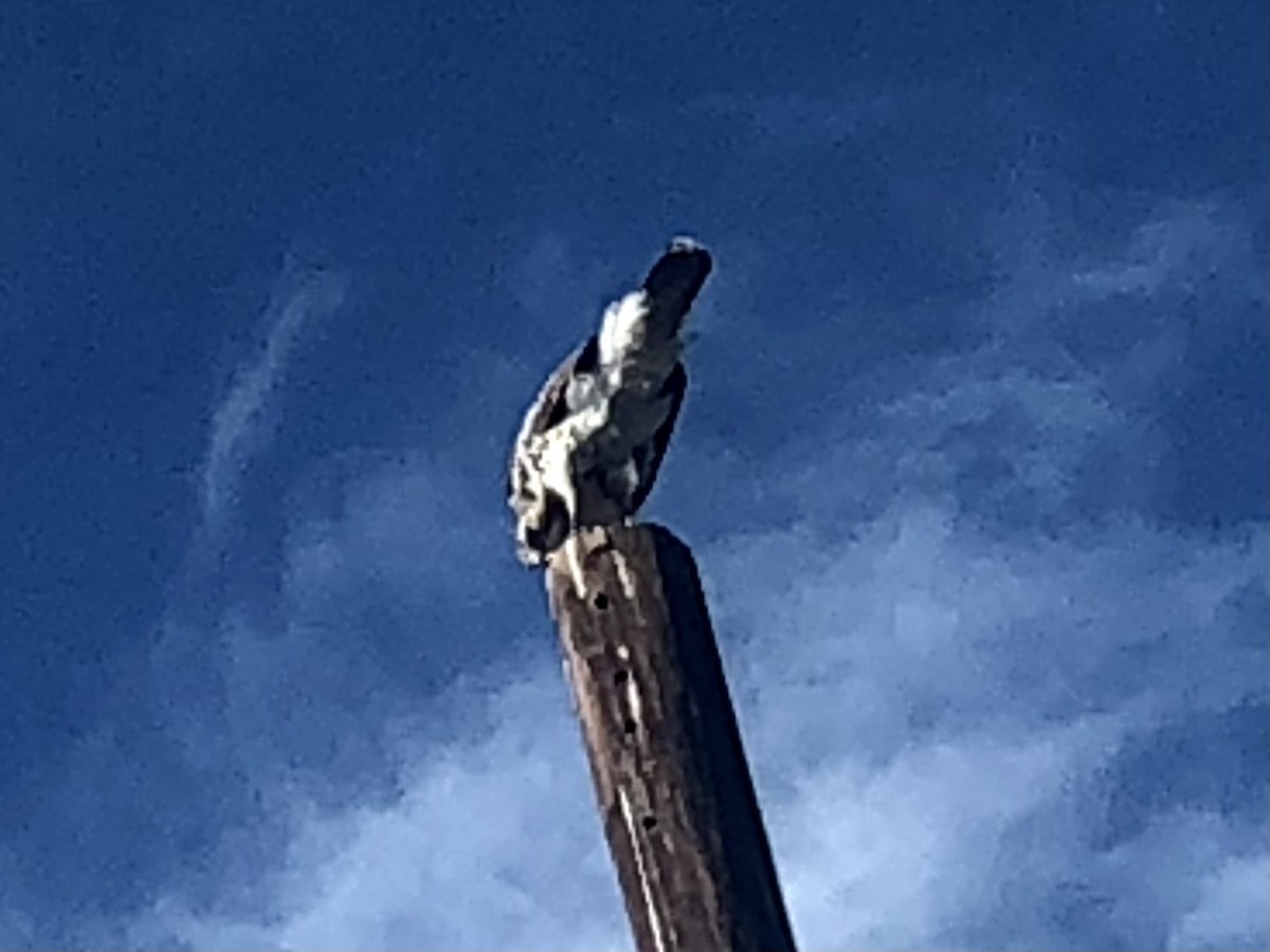 Prairie Falcon - jacky kaczmarek