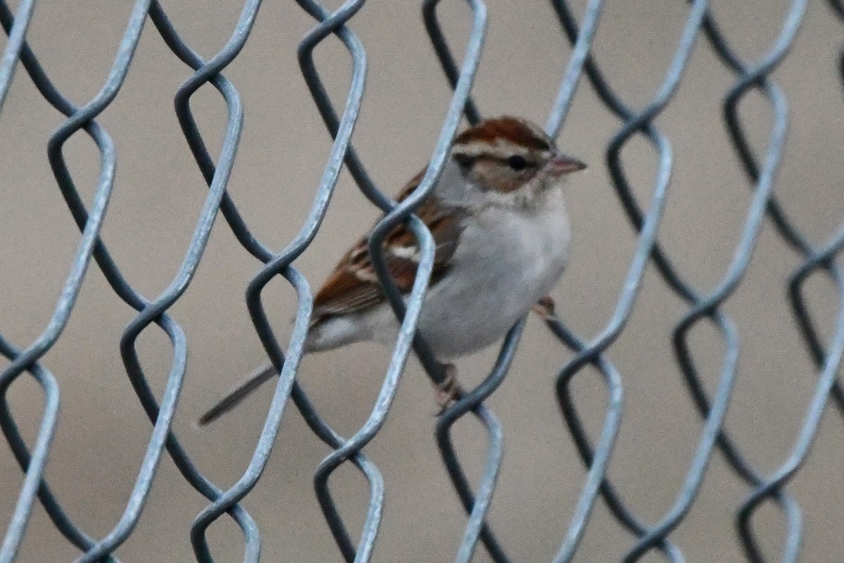 Chipping Sparrow - ML612998817