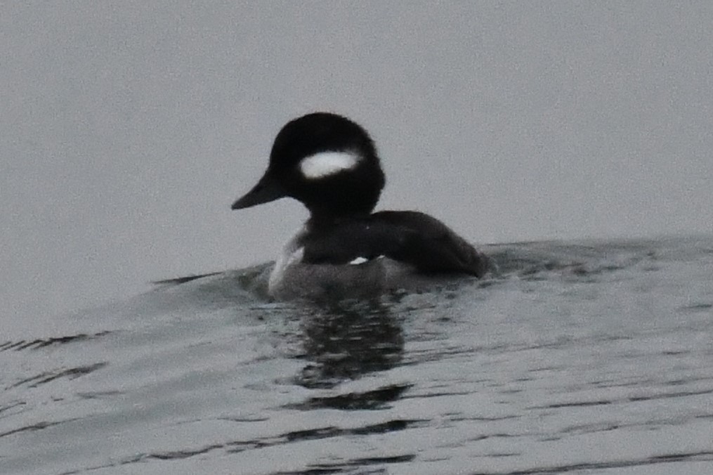 Bufflehead - ML612998899