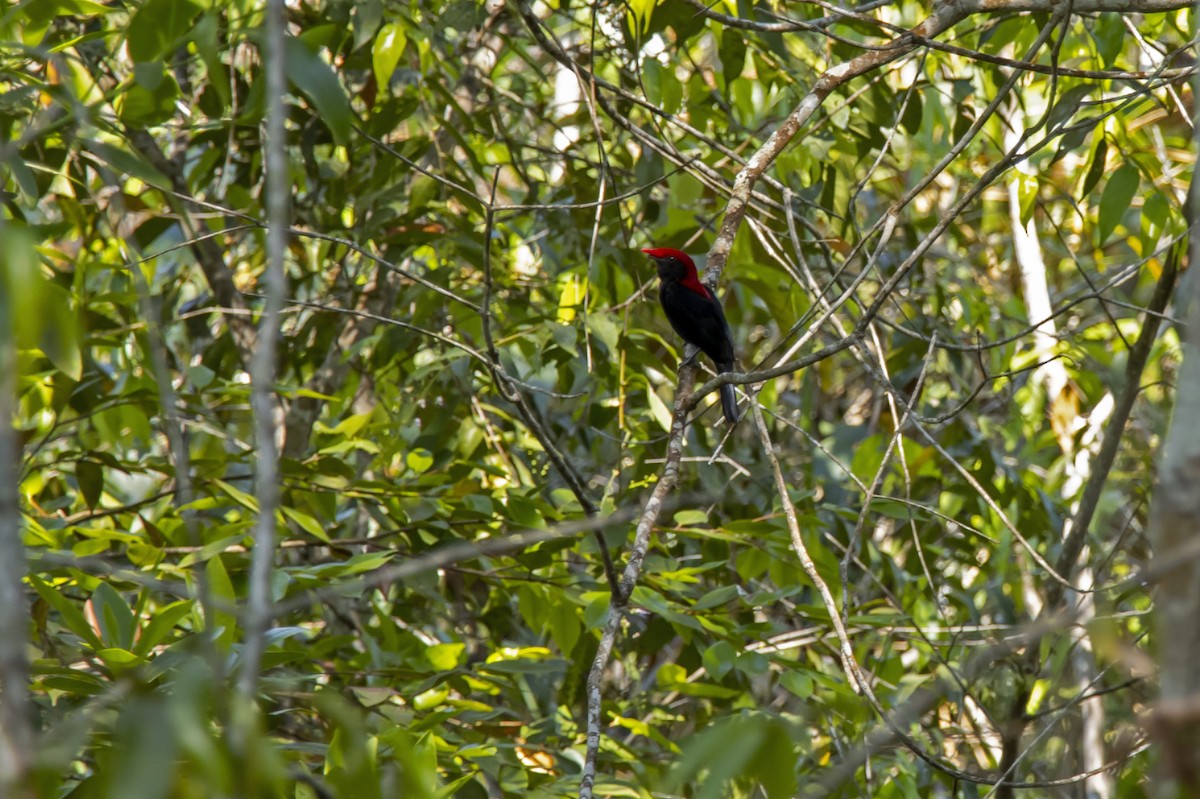 Helmeted Manakin - ML612998918