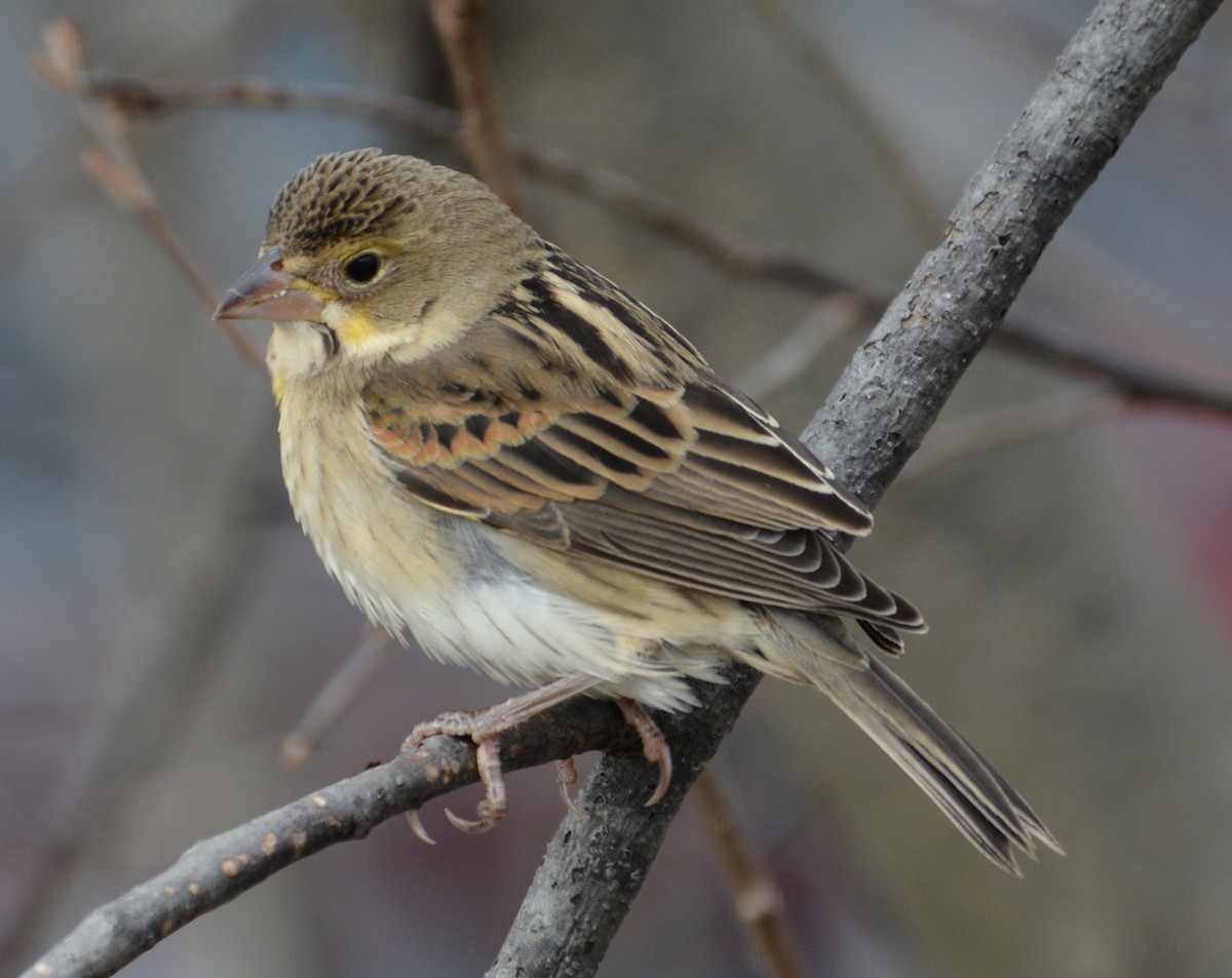 Dickcissel d'Amérique - ML612998924