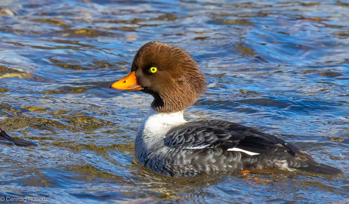 Barrow's Goldeneye - ML612998935