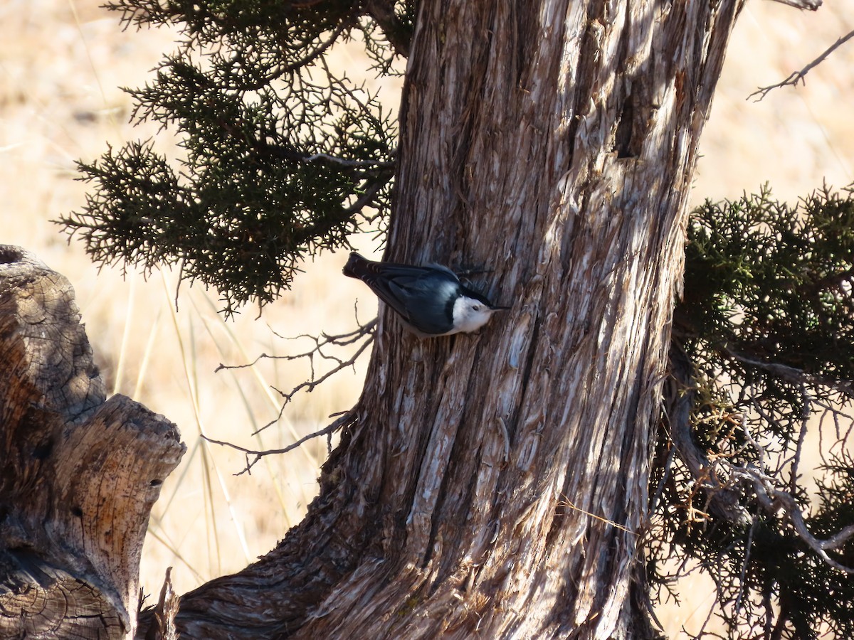 White-breasted Nuthatch - ML612998952