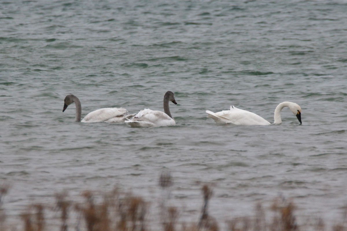 Cygne siffleur - ML612998957