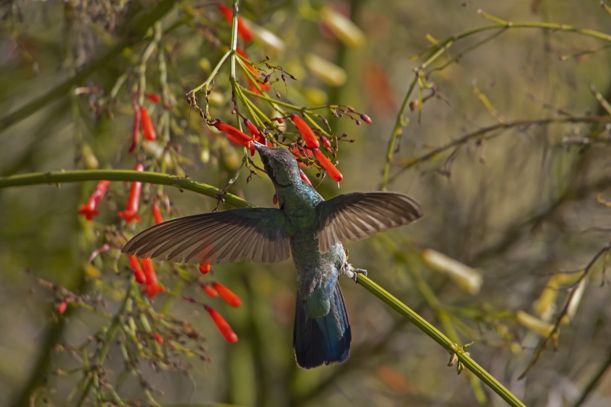 White-vented Violetear - Antonio Rodriguez-Sinovas