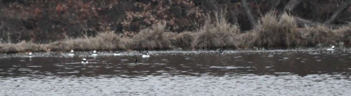 Bufflehead - ML612999003