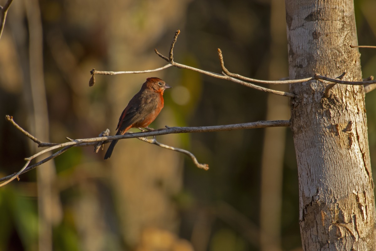 Red-crested Finch - Antonio Rodriguez-Sinovas