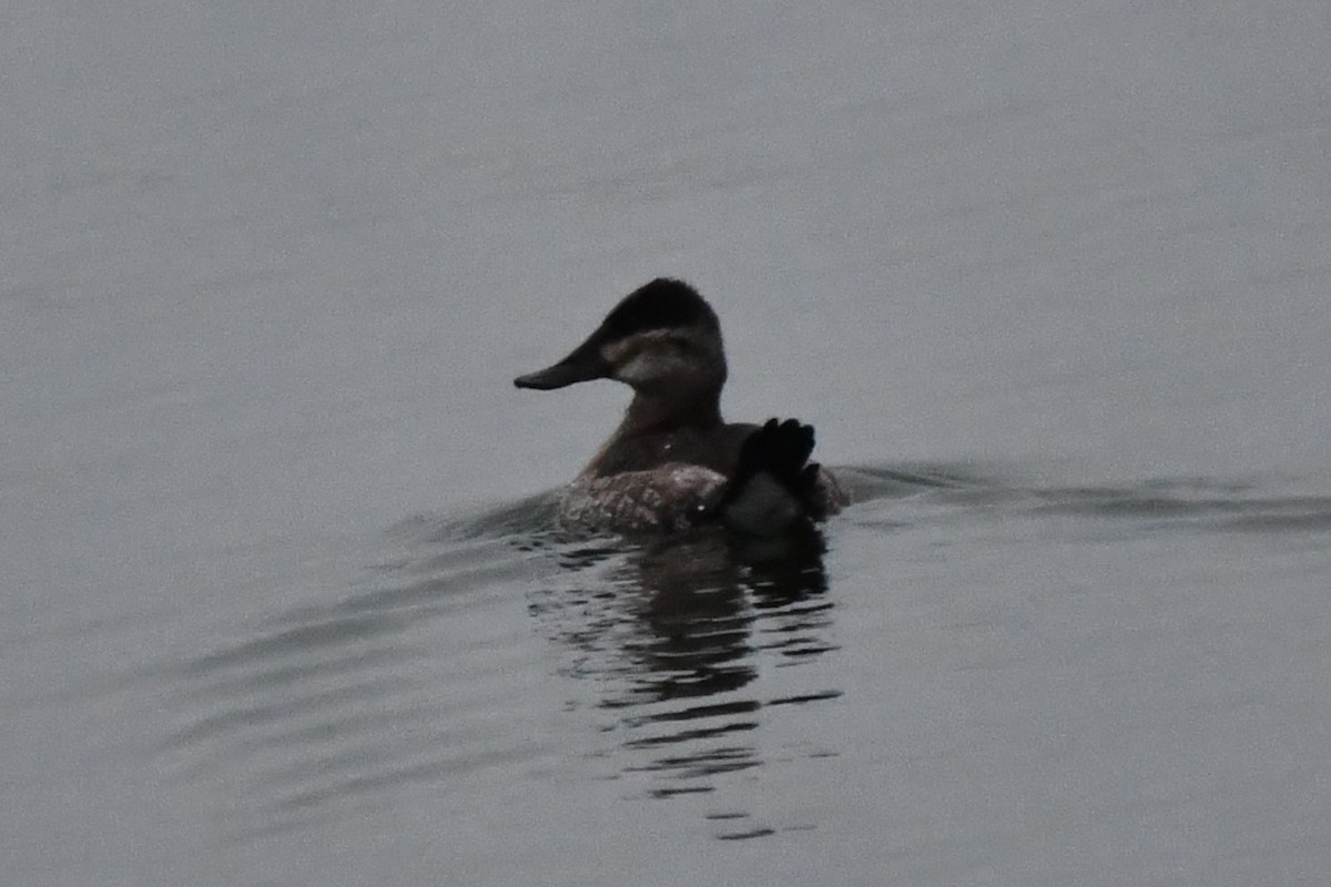 Ruddy Duck - ML612999062