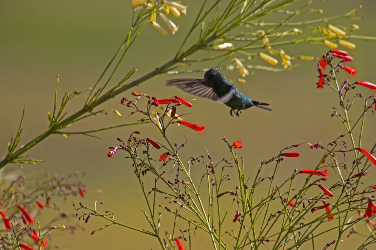 Glittering-bellied Emerald - Antonio Rodriguez-Sinovas