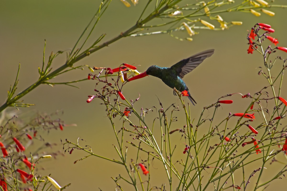 Glittering-bellied Emerald - Antonio Rodriguez-Sinovas