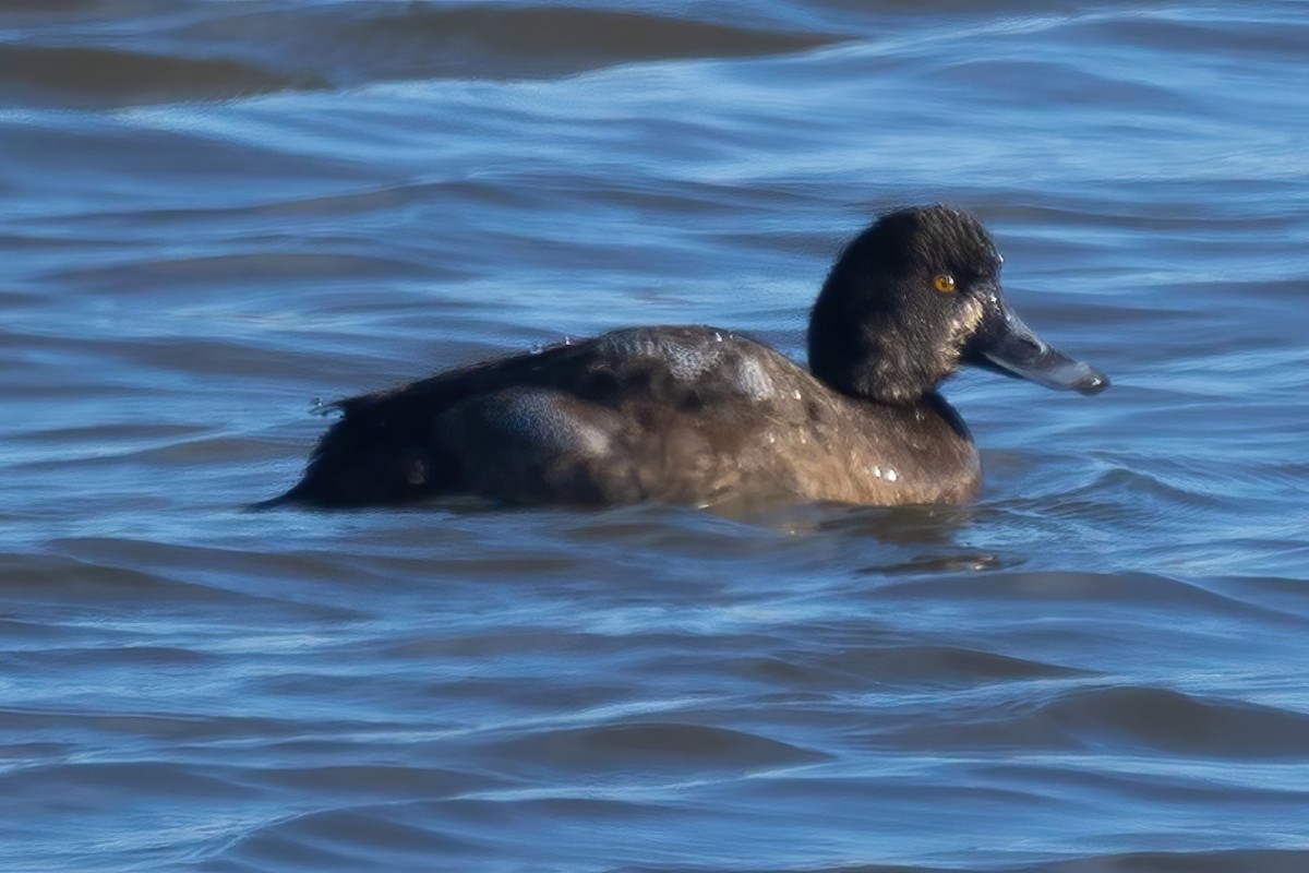Greater Scaup - ML612999207