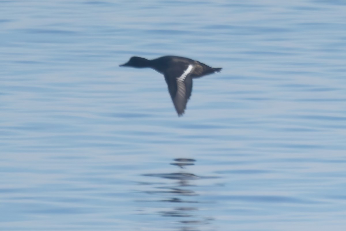 Greater Scaup - ML612999209