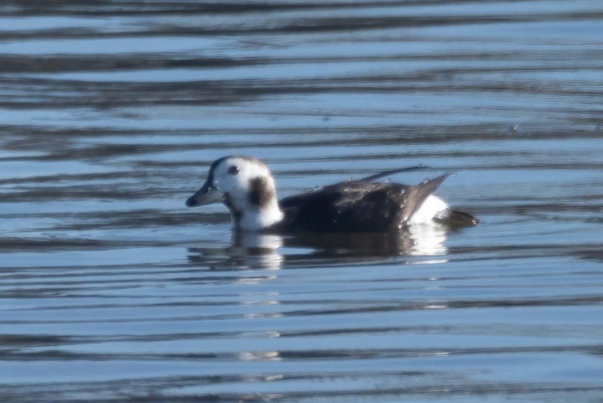 Long-tailed Duck - ML612999216