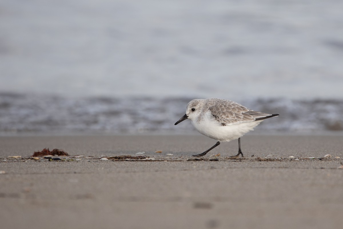 Bécasseau sanderling - ML612999233