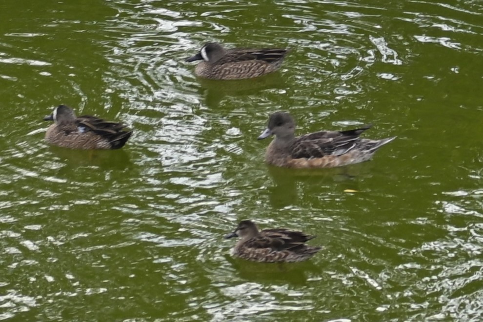 American Wigeon - ML612999266