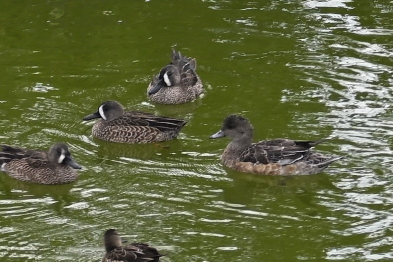 American Wigeon - ML612999267