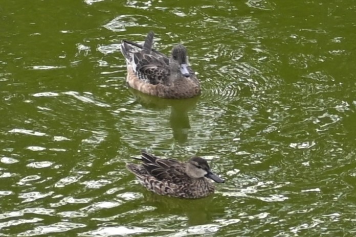 American Wigeon - ML612999268