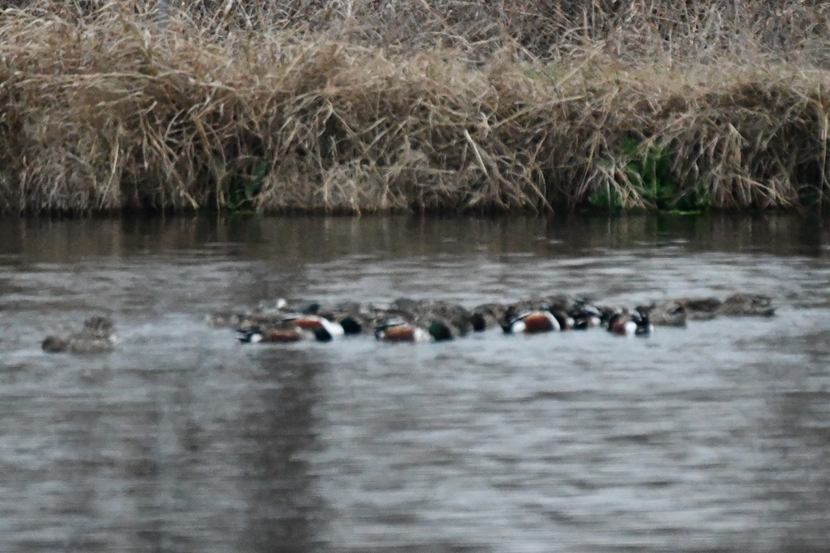 Northern Shoveler - ML612999312