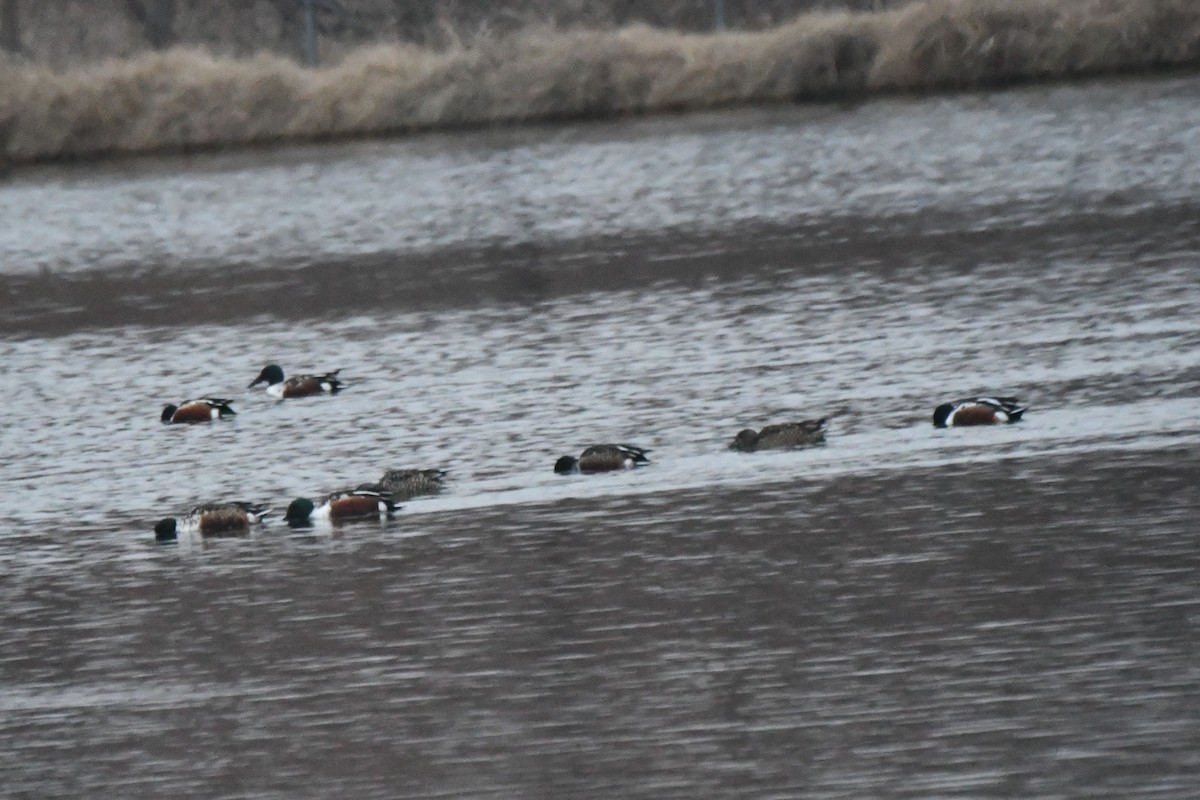 Northern Shoveler - ML612999313