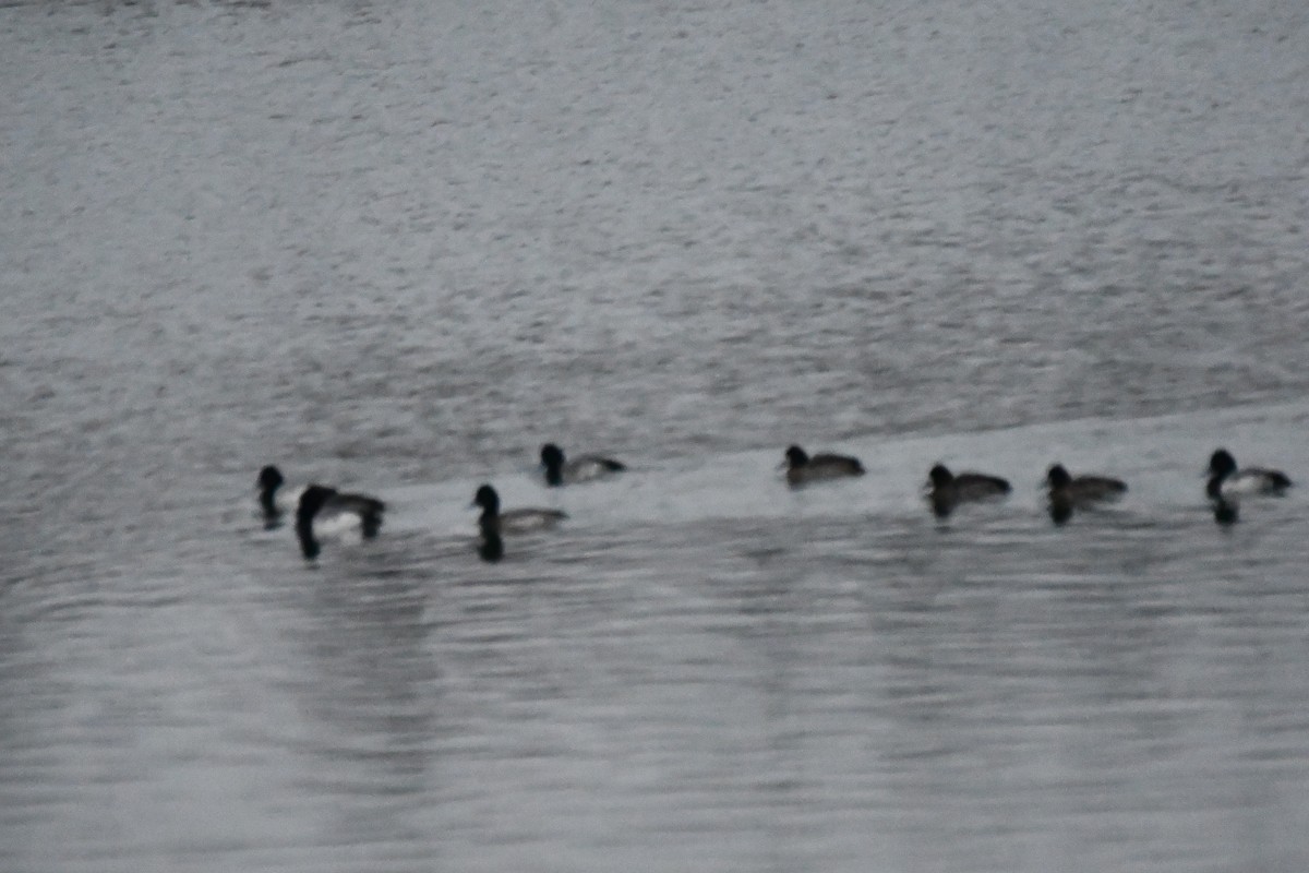 Ring-necked Duck - ML612999418