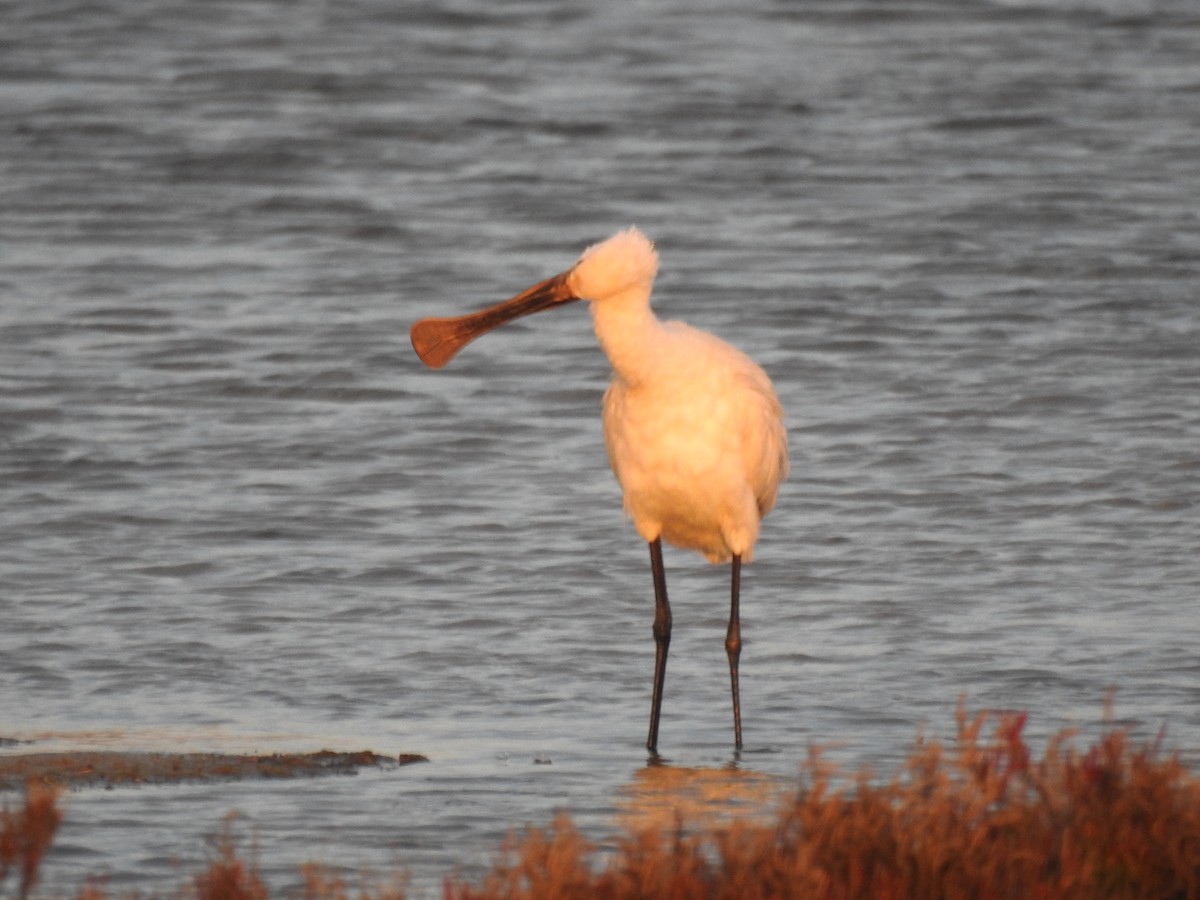 Eurasian Spoonbill - ML612999547