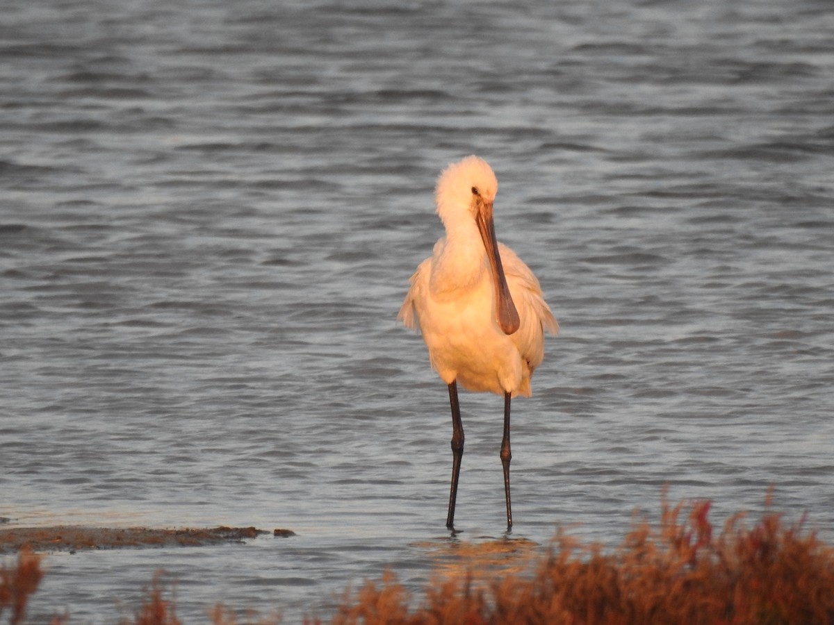 Eurasian Spoonbill - Cristina Varela