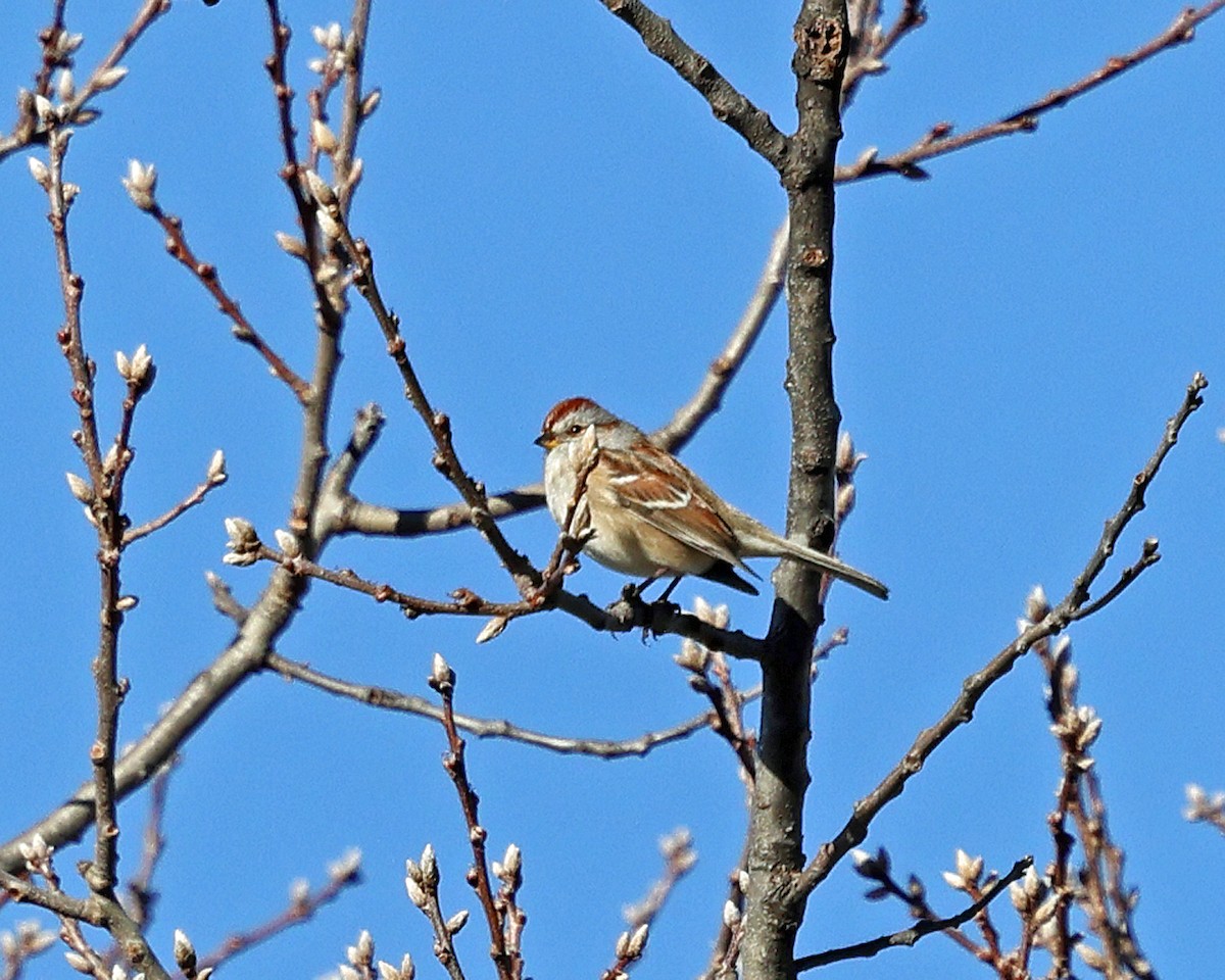 American Tree Sparrow - ML612999574