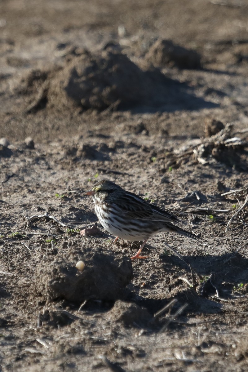 Savannah Sparrow - ML612999587