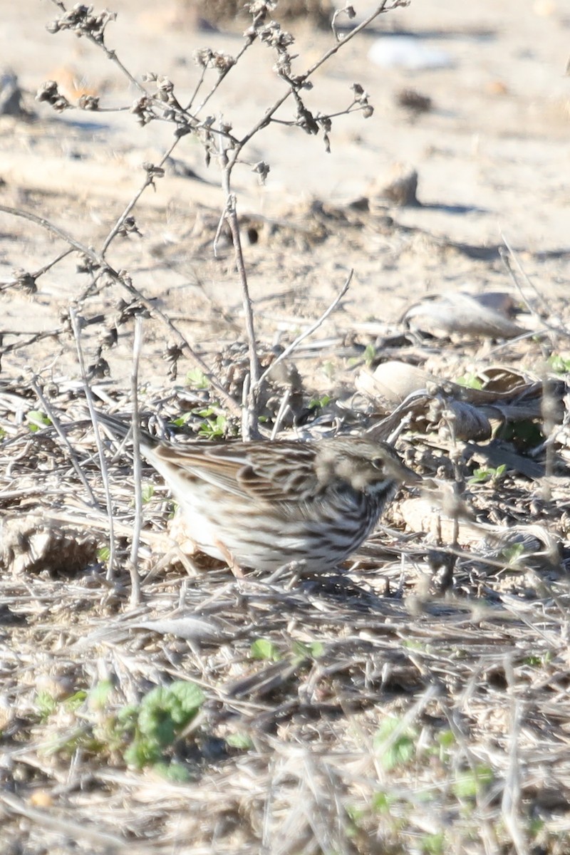 Song Sparrow - ML612999605