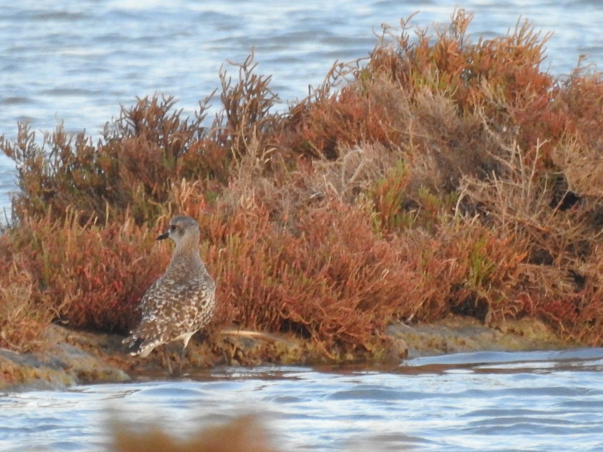 Black-bellied Plover - Cristina Varela