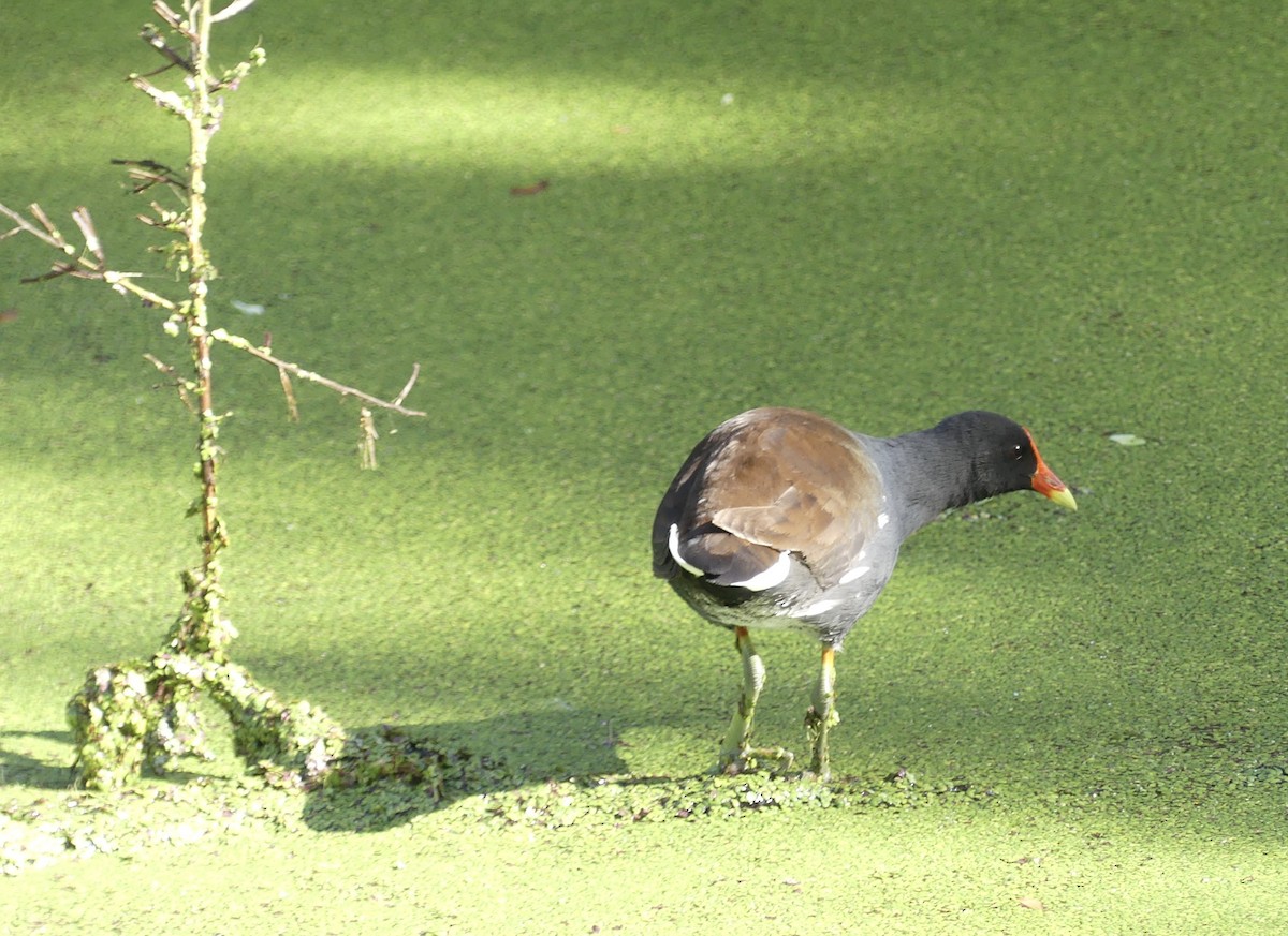 Common Gallinule - ML612999769