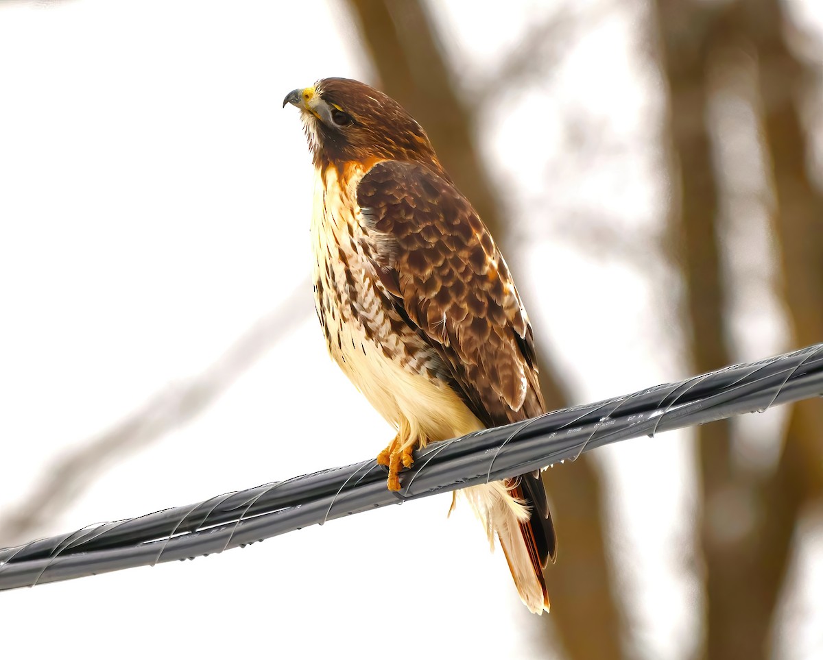 Red-tailed Hawk - ML612999800