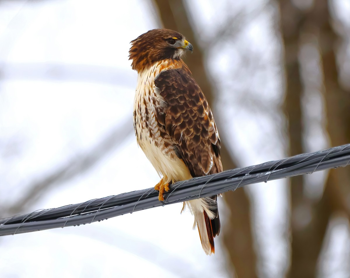 Red-tailed Hawk - ML612999801