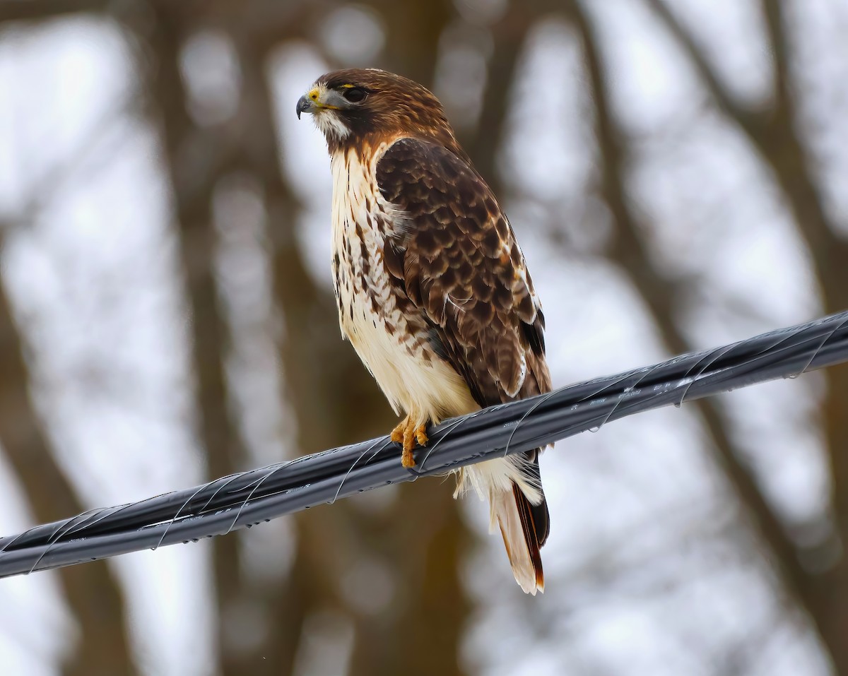 Red-tailed Hawk - ML612999802