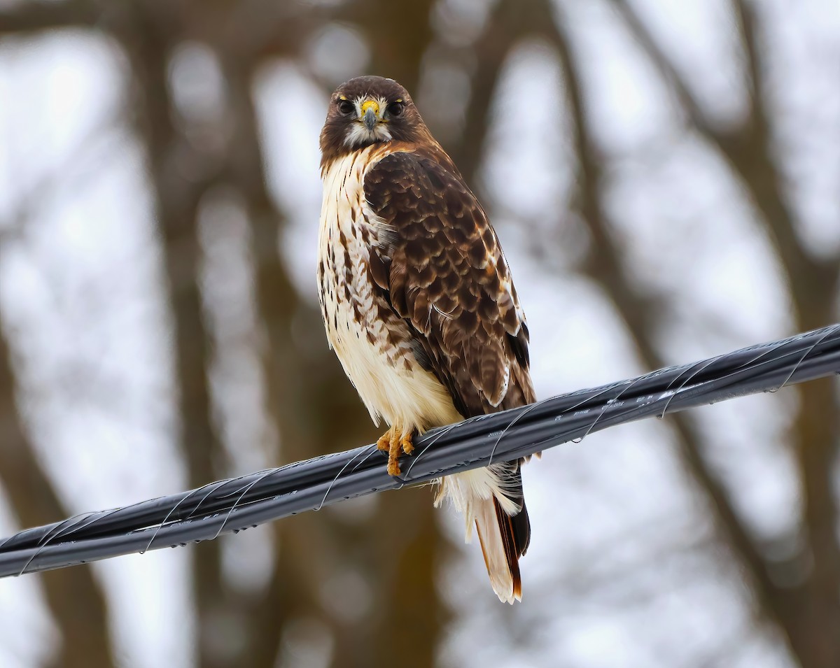 Red-tailed Hawk - ML612999803