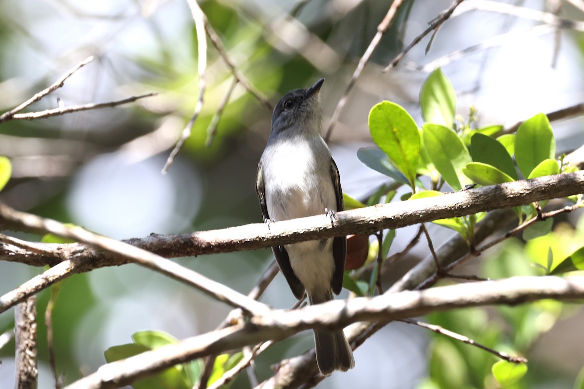 Gray-headed Elaenia - Charles Davies