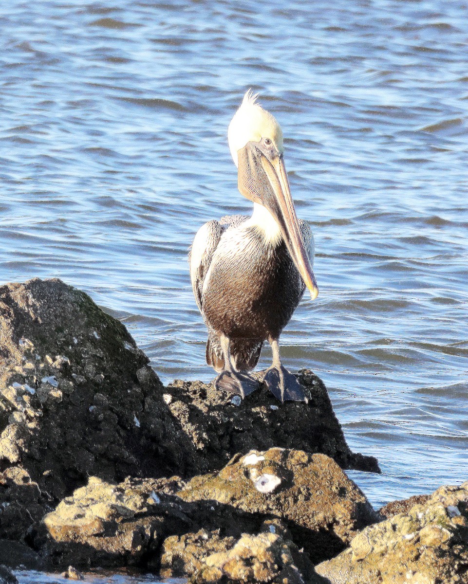 Brown Pelican - ML612999964