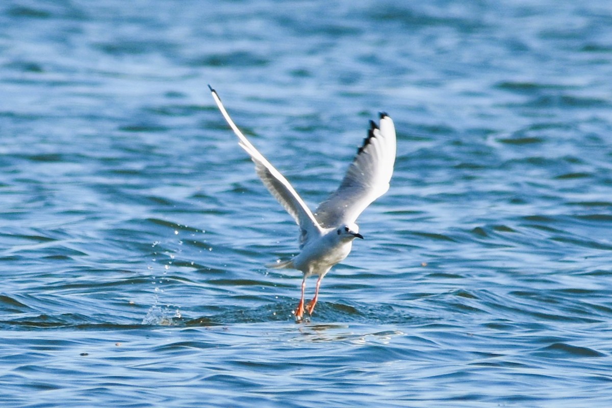 Bonaparte's Gull - ML613000042