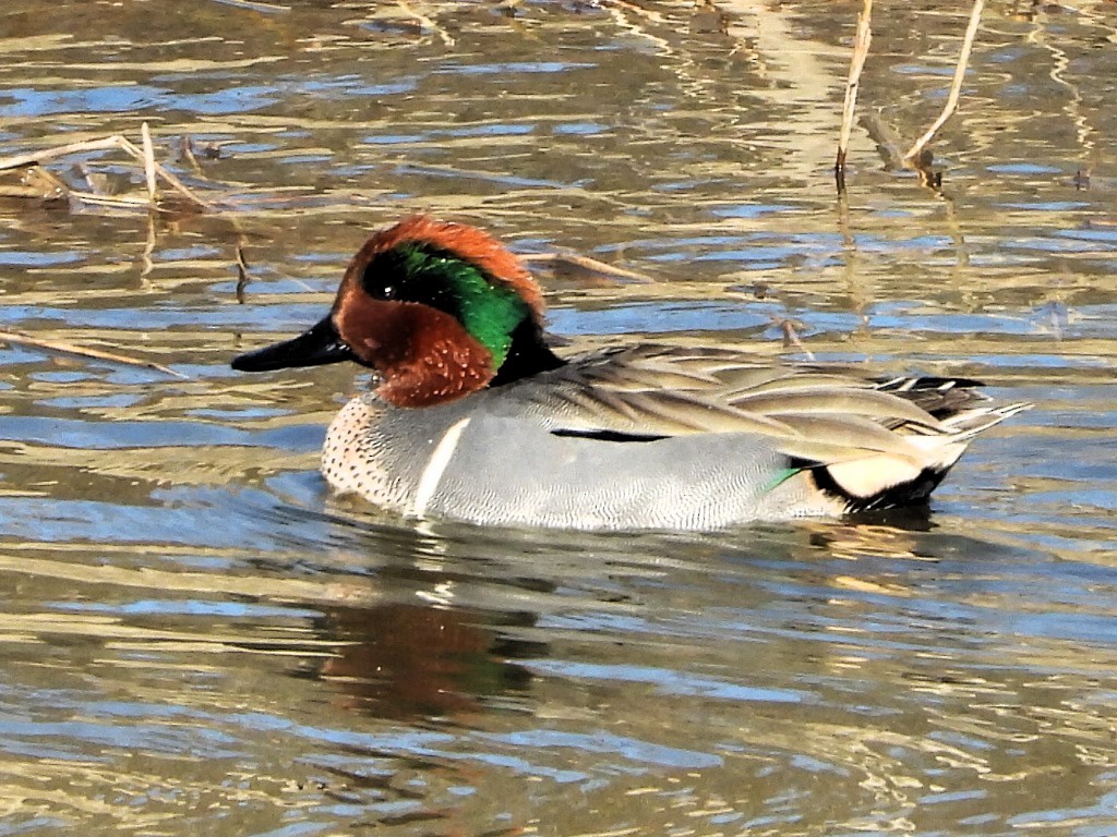 Green-winged Teal - ML613000111